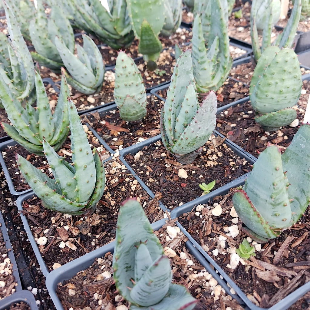 Aloe ferox