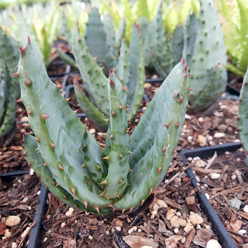 Aloe ferox