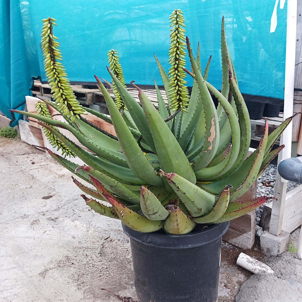 Aloe ferox "White Flower Form" in bud