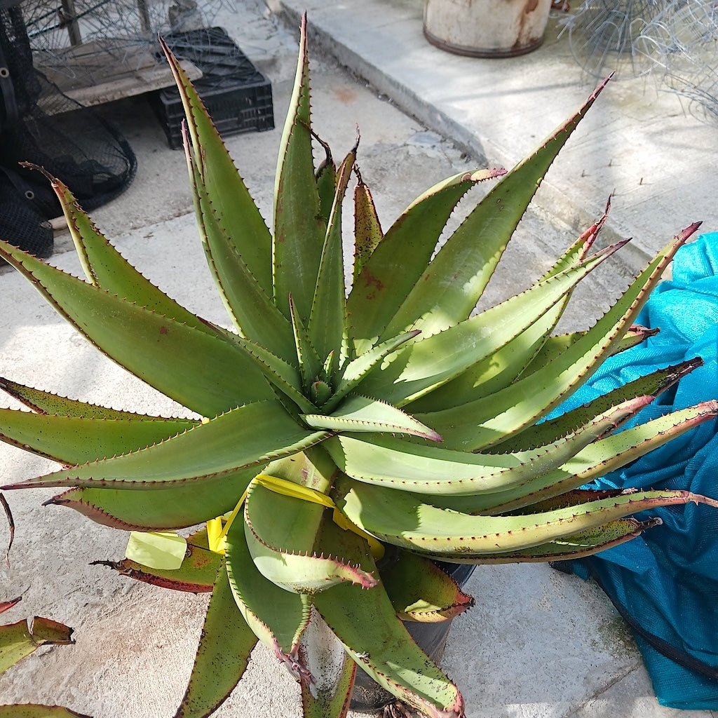 Aloe ferox "White Flower Form"
