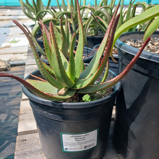 Aloe fievetii