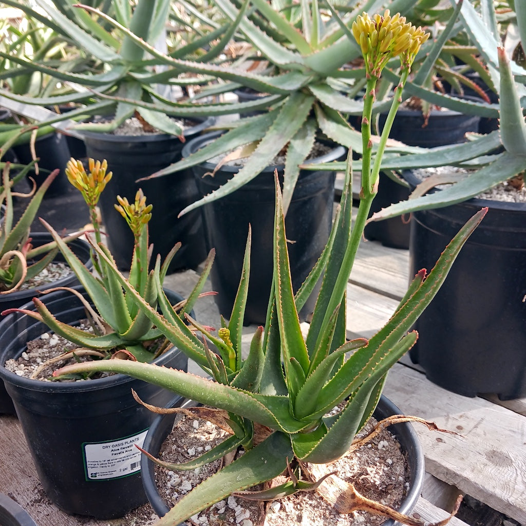 Aloe fievetii