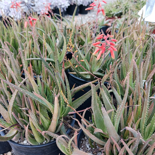 Aloe forbesii