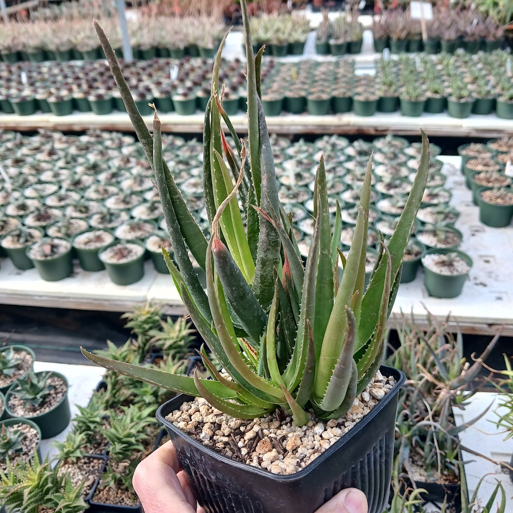 Aloe forbesii