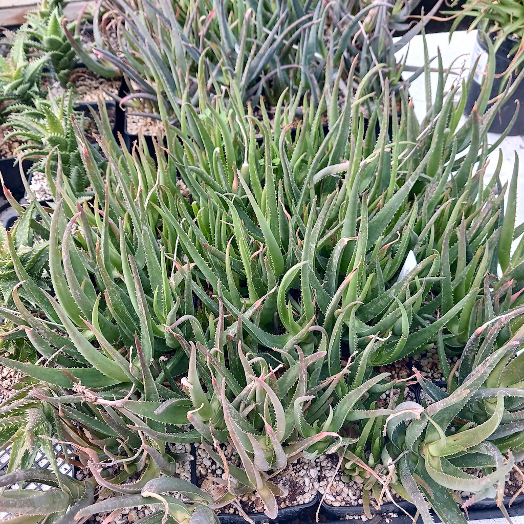 several Aloe forbesii in a nursery flat