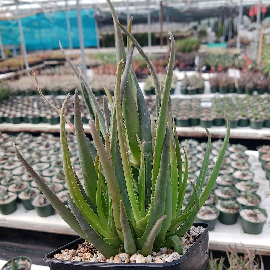 Aloe forbesii