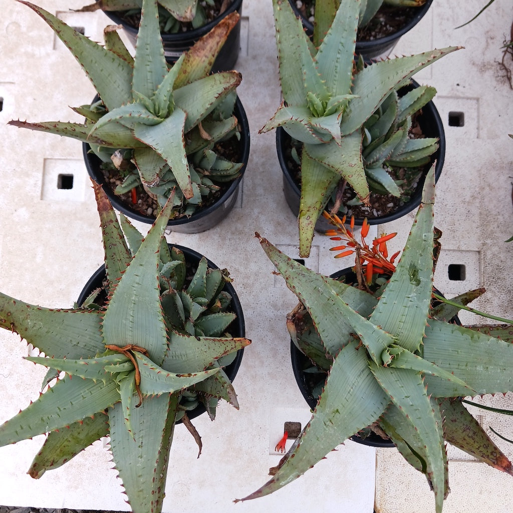 Aloe glauca "Namaqualand"