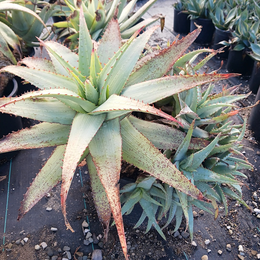 Large Aloe glauca "Namaqualand" at San Marcos Growers