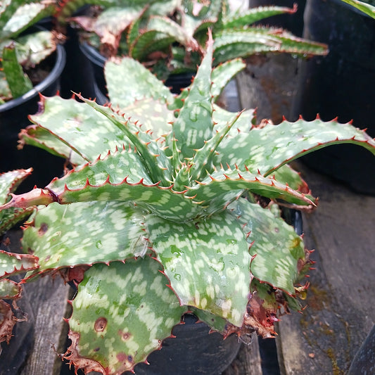 Aloe grandidentata