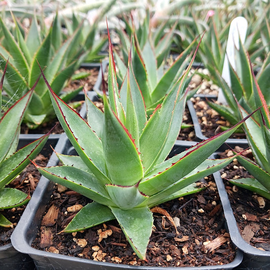 Agave "Green Glow" in 4in pots