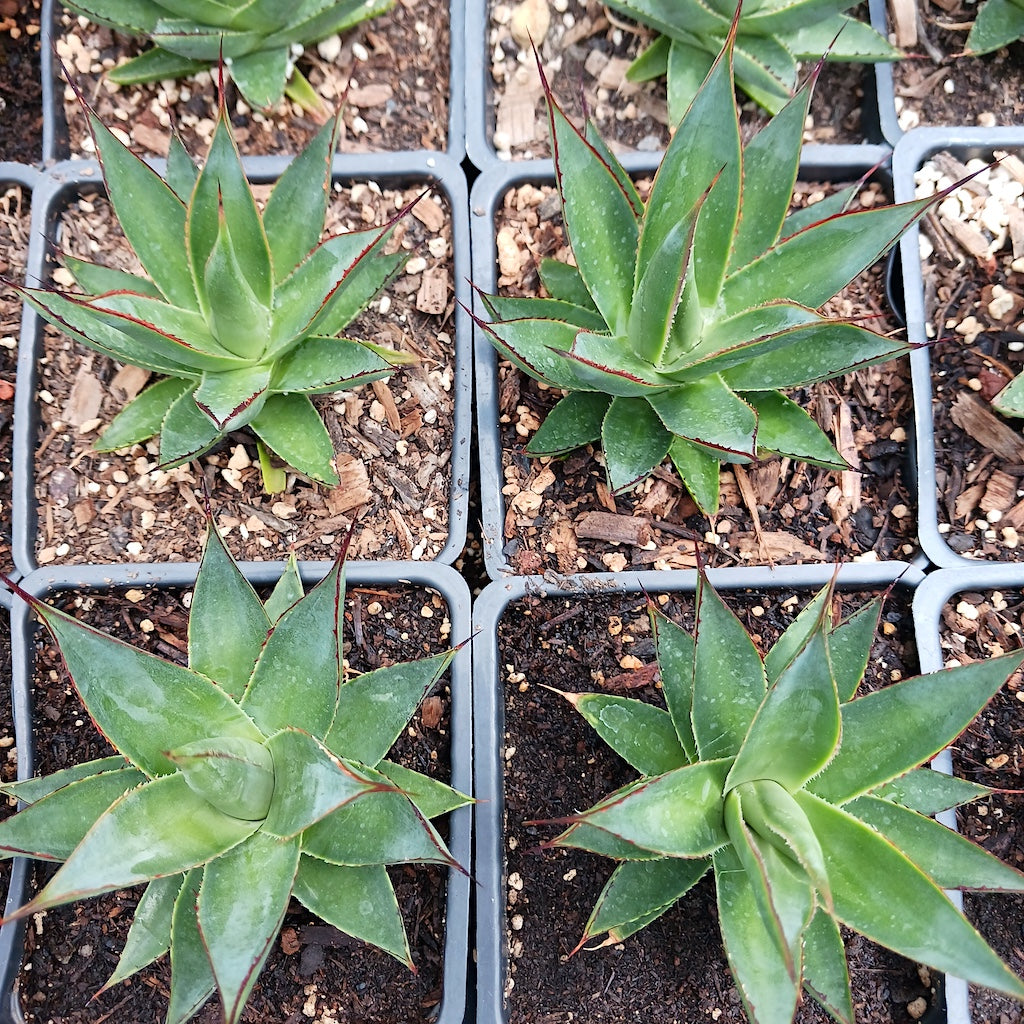 Several young Agave "Green Glow" in 4in pots