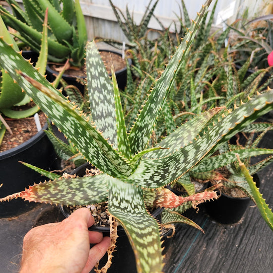 Aloe greenii