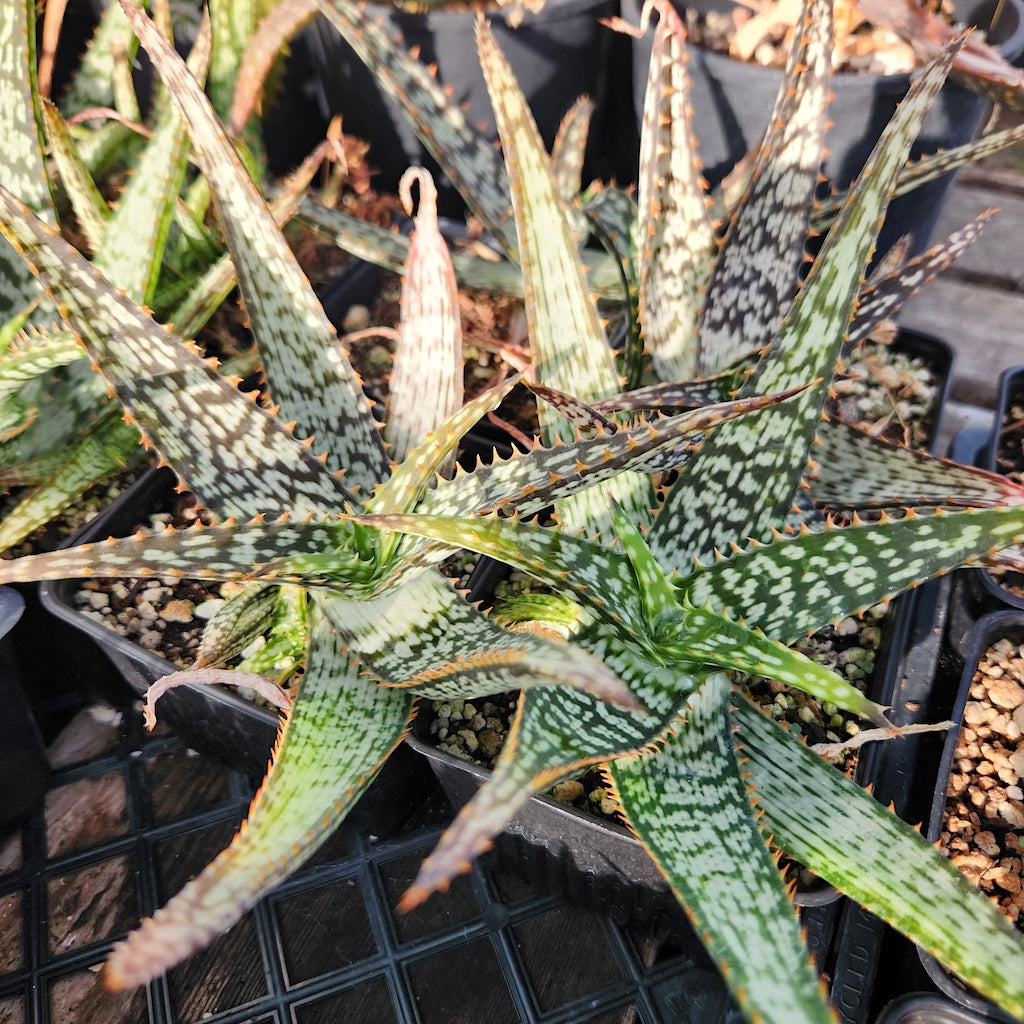 Aloe greenii - 4in