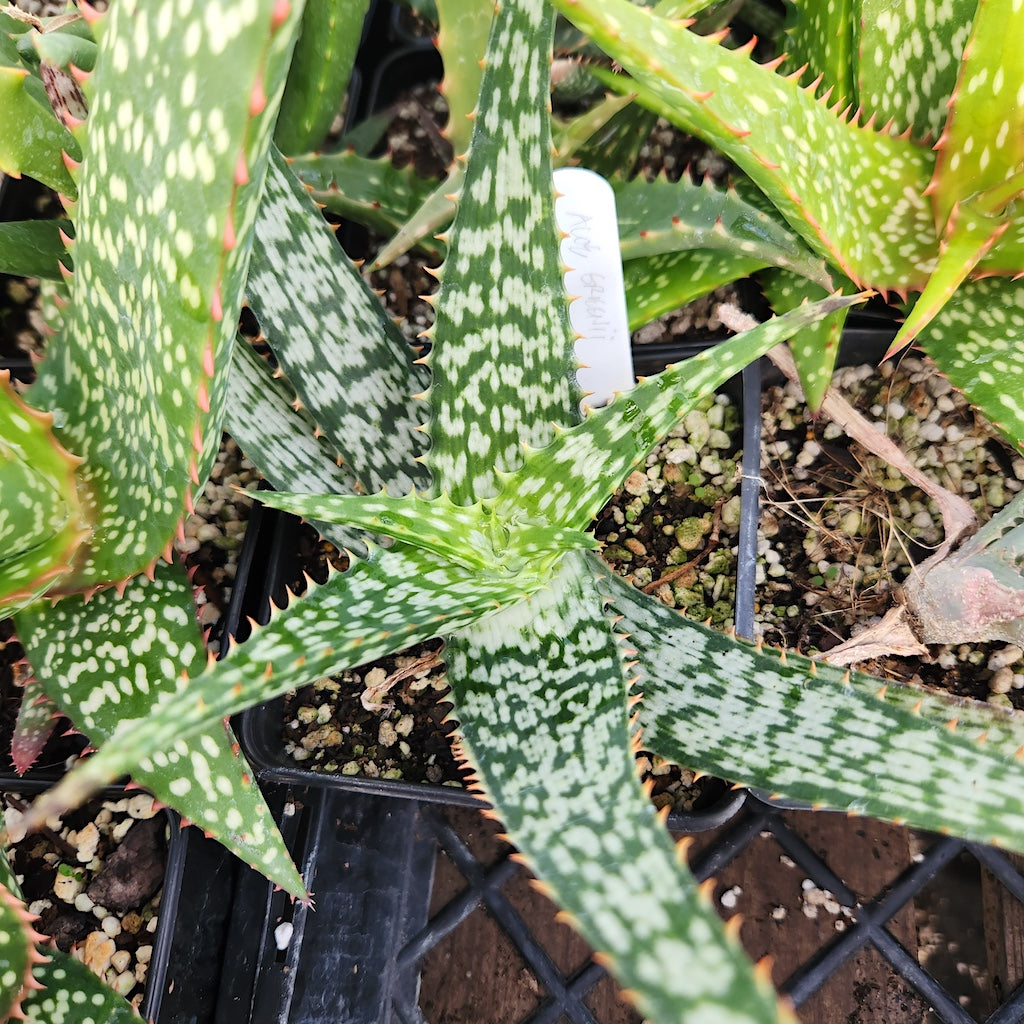 Aloe greenii - 4in