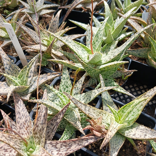 Aloe 