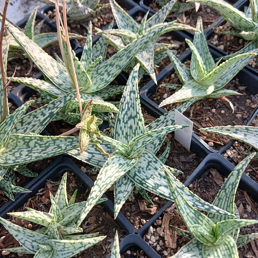 Aloe Guido