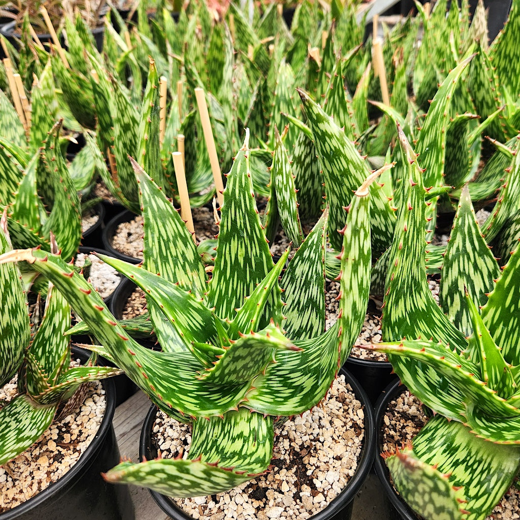 Aloe harlana