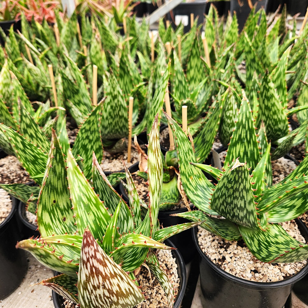 Aloe harlana