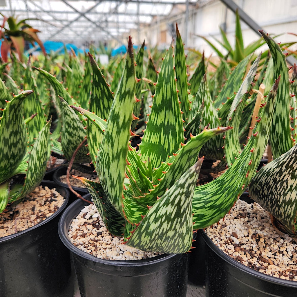 Aloe harlana