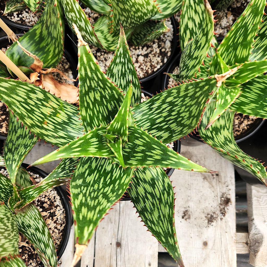 Aloe harlana view of crown from top