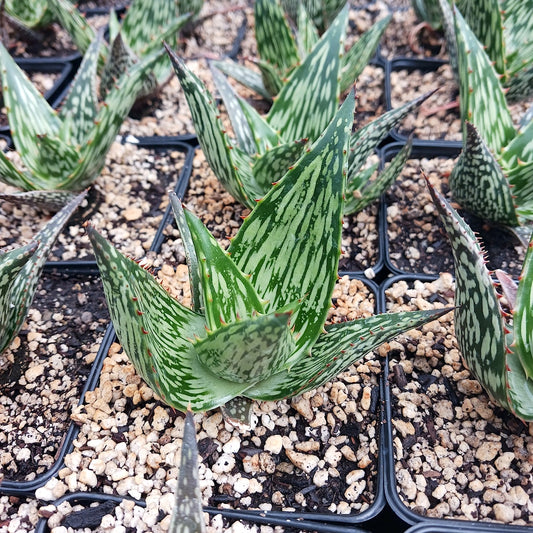 Aloe harlana  - 4in
