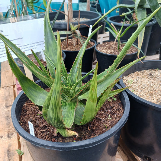 Aloe harlana  - 7ga
