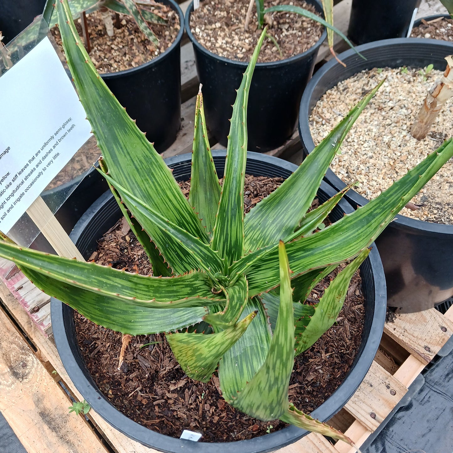 Aloe harlana  - 7ga