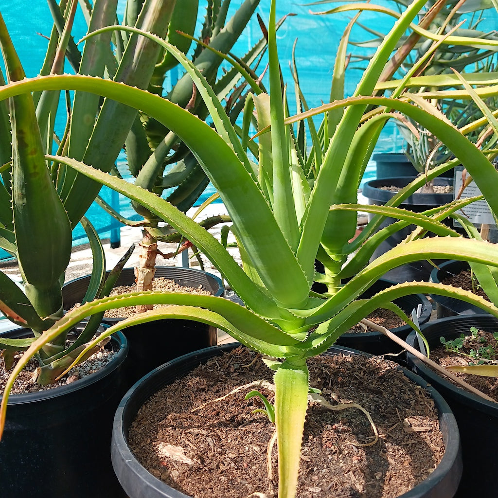 Aloe helenae