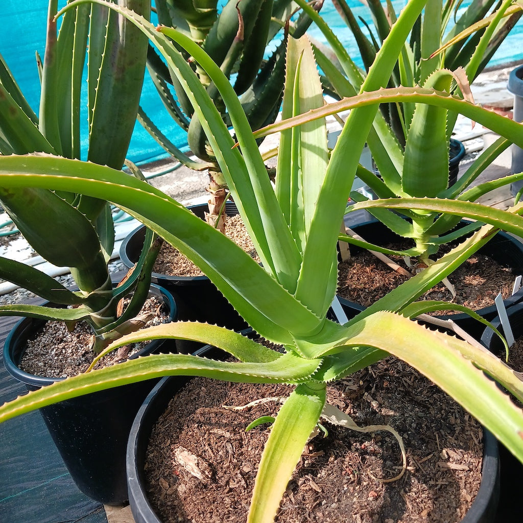 Aloe helenae