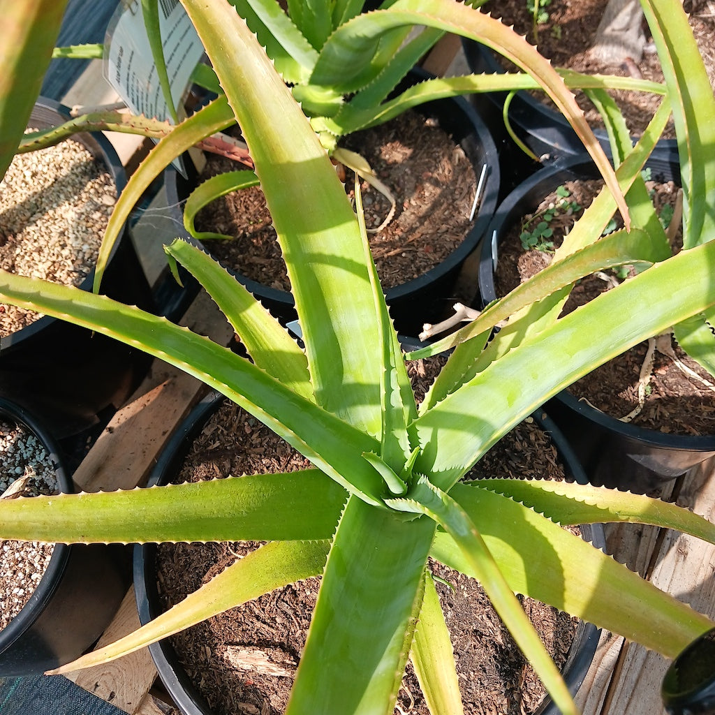 Aloe helenae