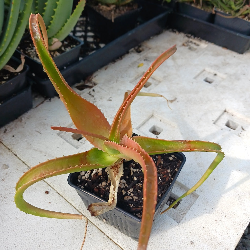 Aloe helenae - 4in