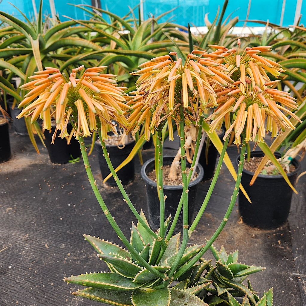 Aloe "Hellskloof Bells" flower
