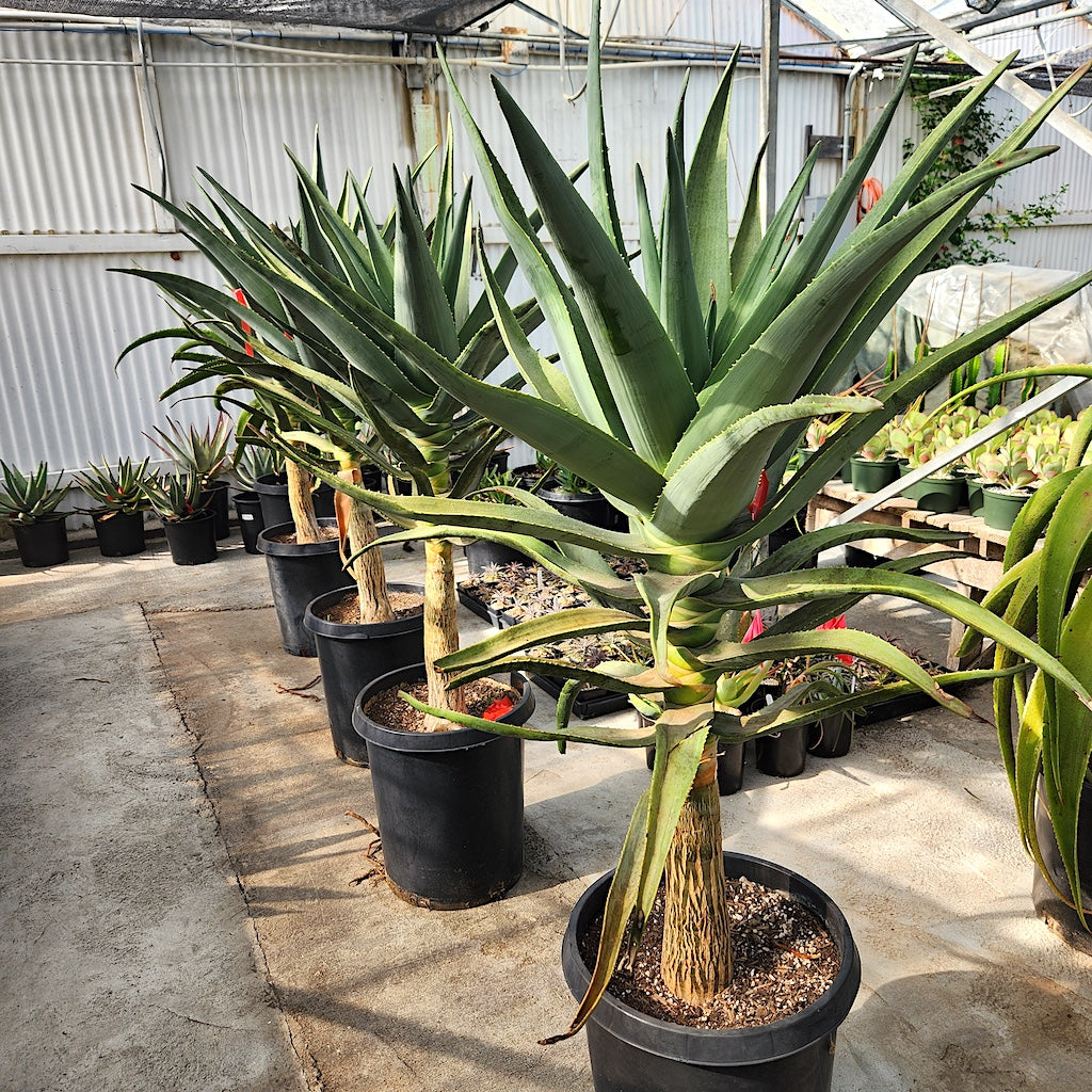 Aloe "Hercules" 15ga