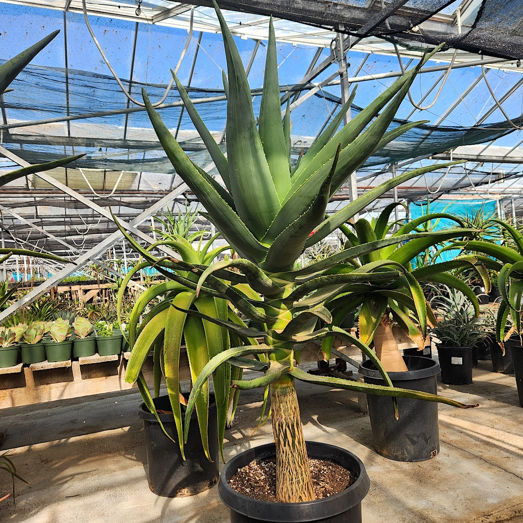 Aloe "Hercules" 15ga