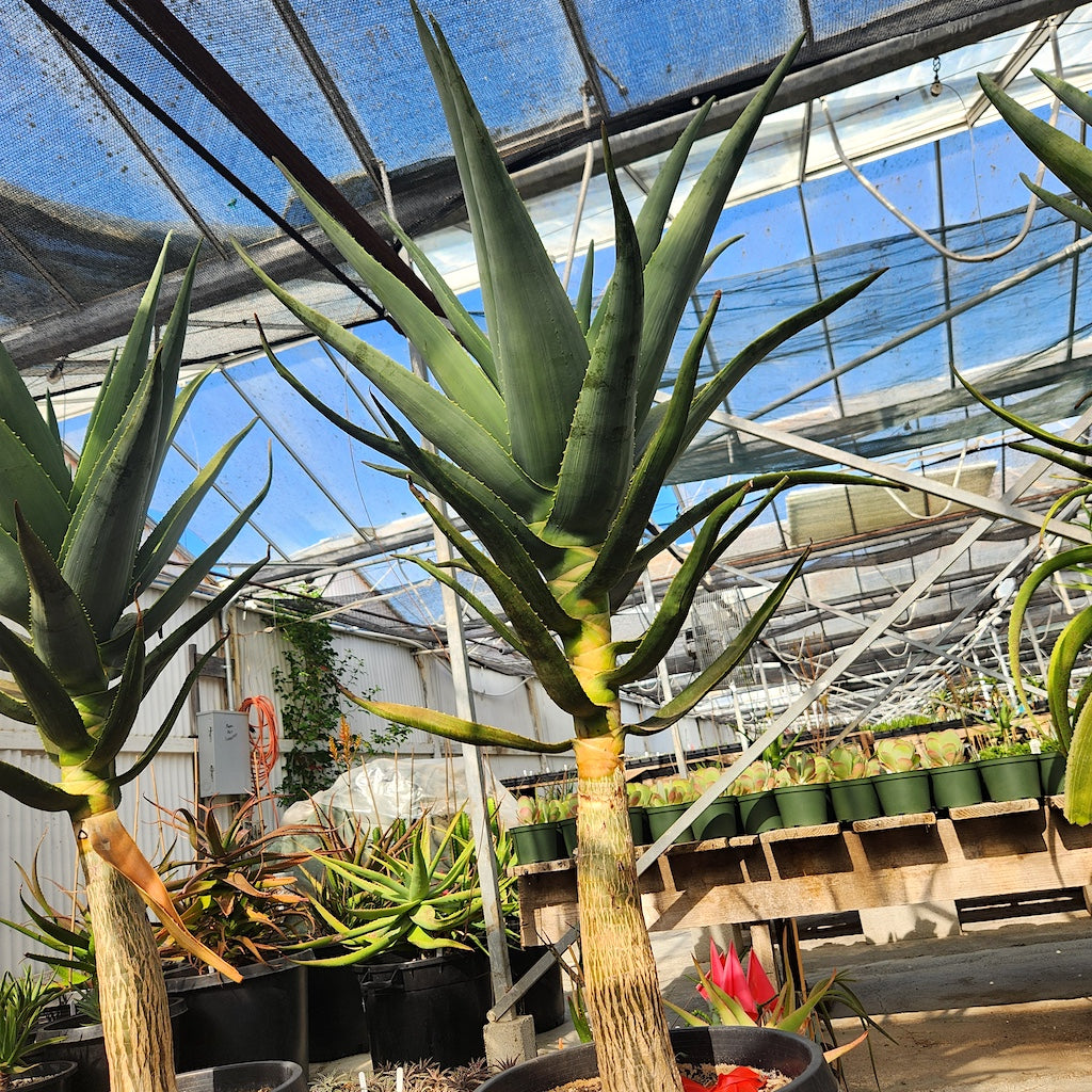 Aloe "Hercules" 15ga