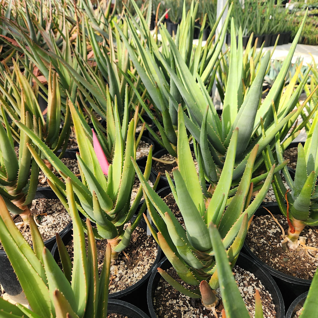 Aloe "Hercules" in 3ga nursery pots