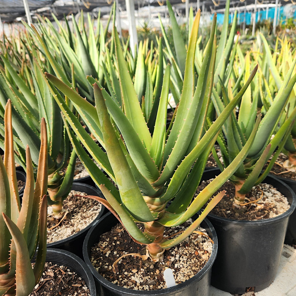 Aloe "Hercules" in 3ga nursery pots