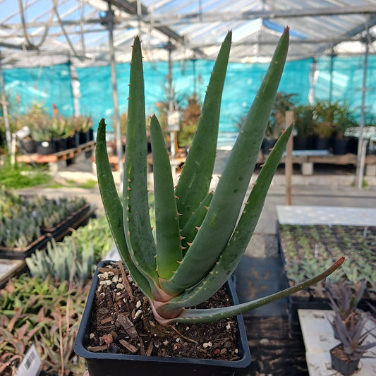 A young Aloe Hercules in a 4in nursery pot.