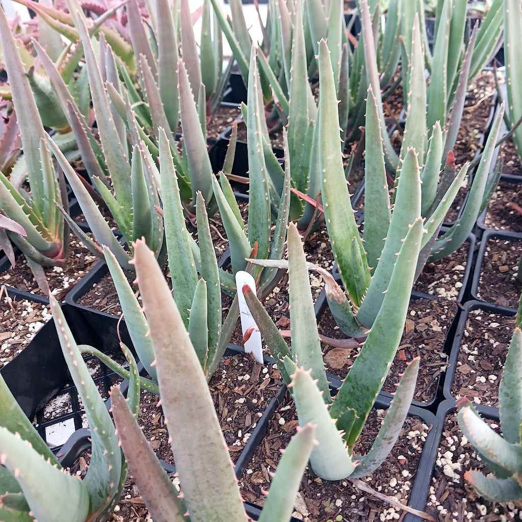 Many young Aloe Hercules in 4in nursery pots.