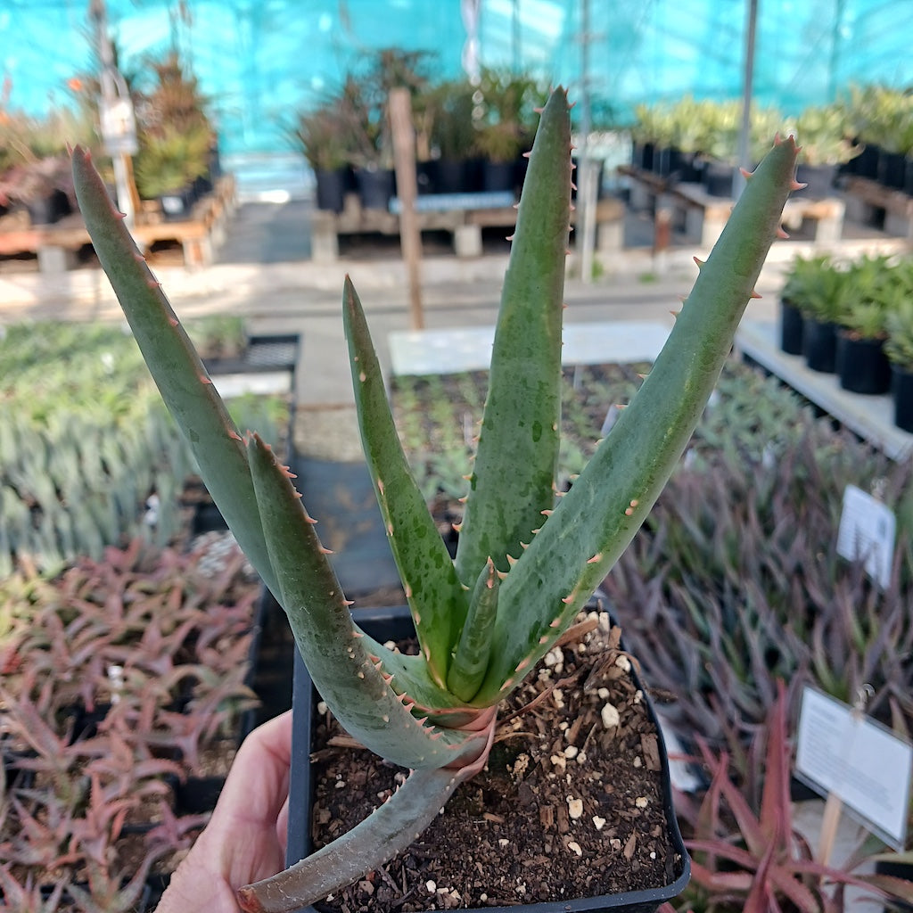 A young Aloe Hercules in a 4in nursery pot.