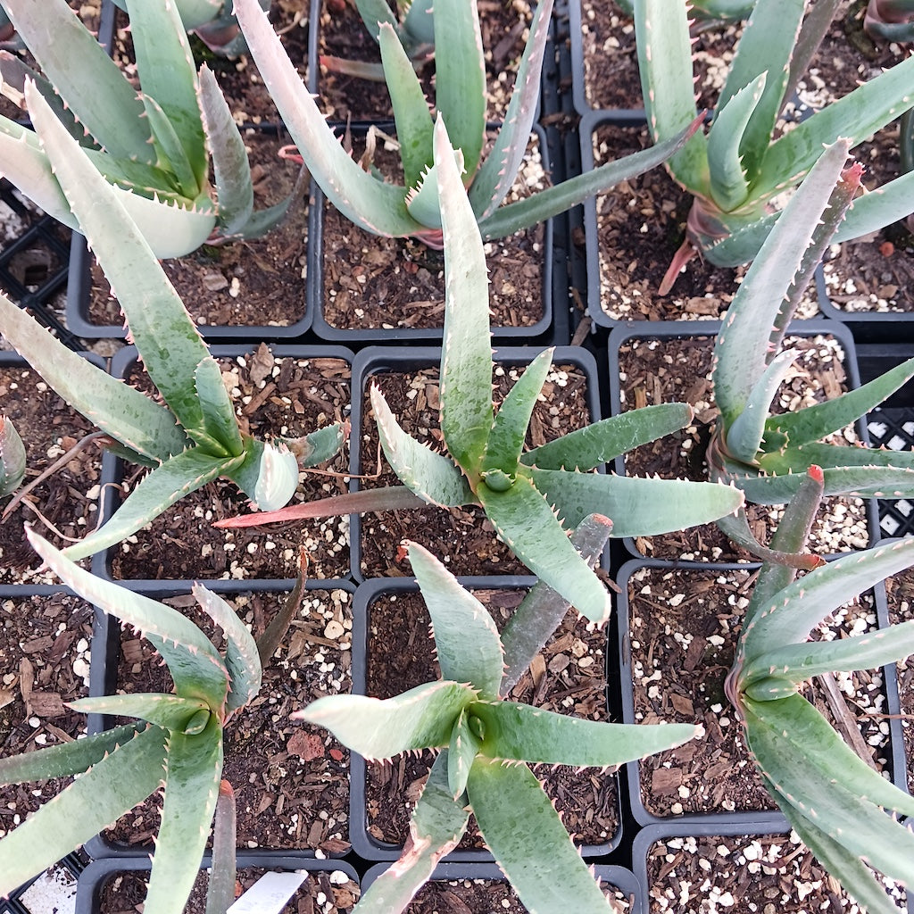 Many young Aloe Hercules in 4in nursery pots viewed from above.