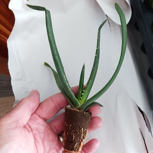 Aloe Hercules plug