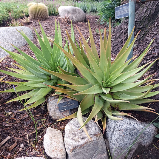 Aloe heteracantha at the Huntington Botanical Gardens