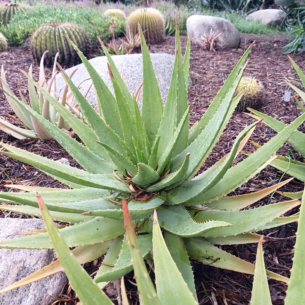 Aloe heteracantha at the Huntington Botanical Gardens
