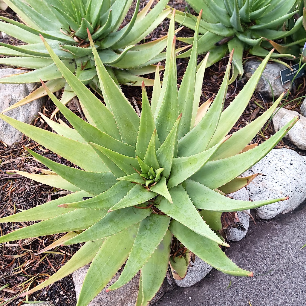 Aloe heteracantha at the Huntington Botanical Gardens