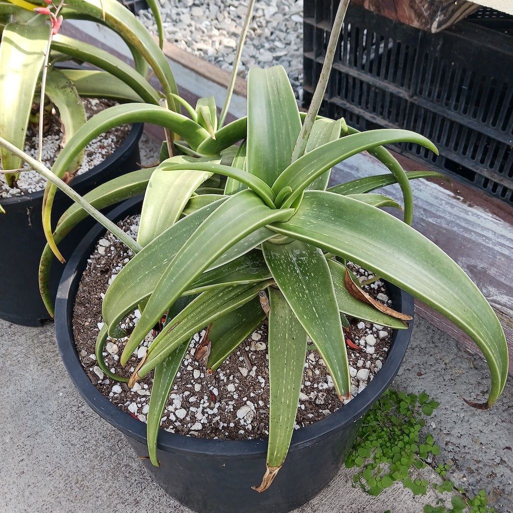 Aloe inermis in a 7ga nursery pot