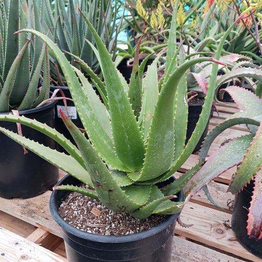 Aloe "Jacob's Ladder"