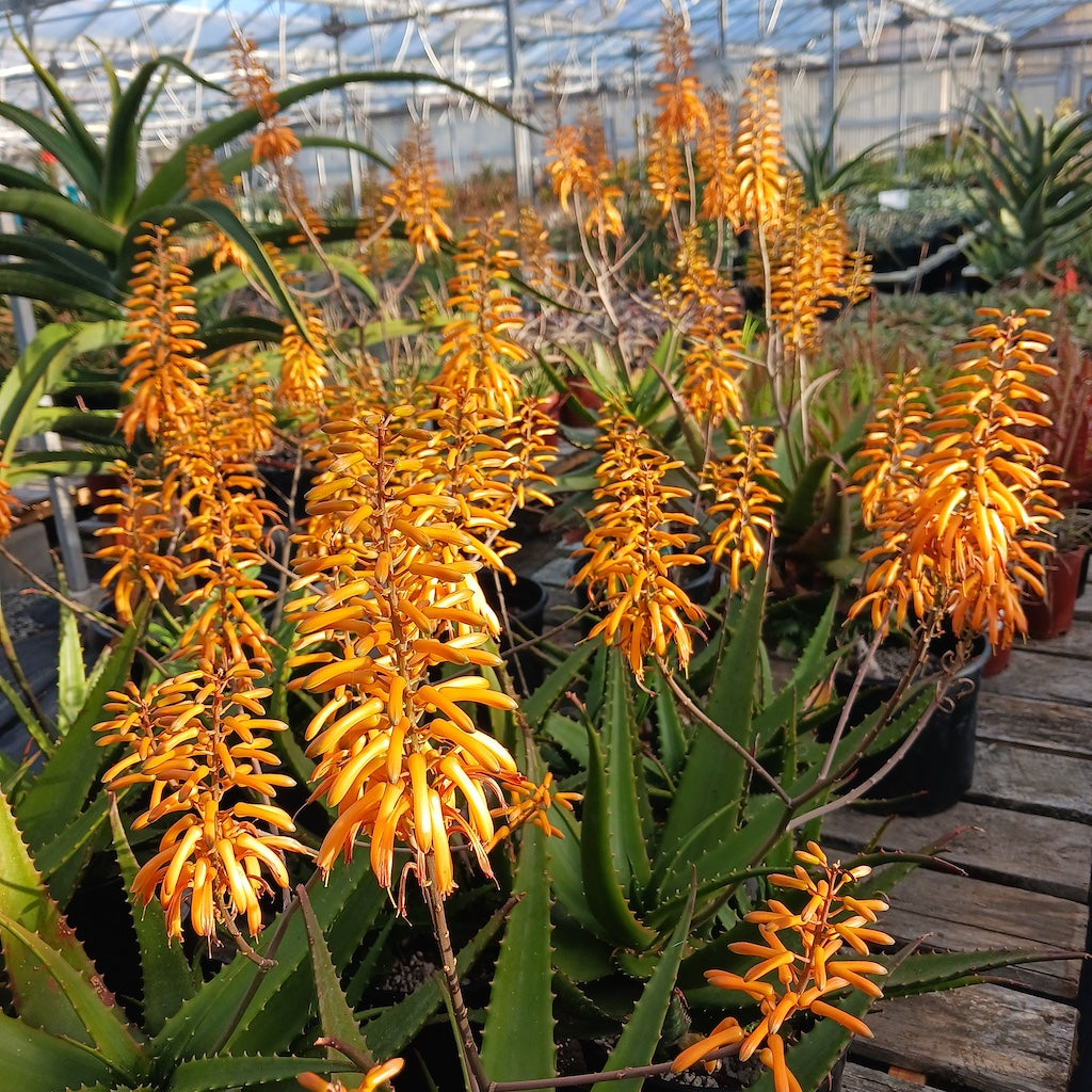 Aloe "Jacob's Ladder" in flower