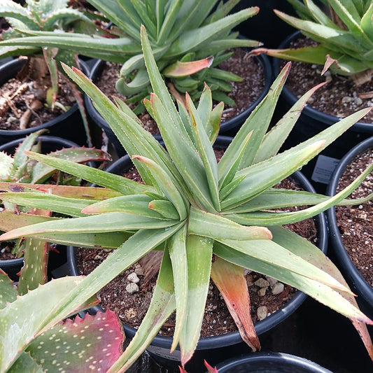 Aloe "Jenny Lind"