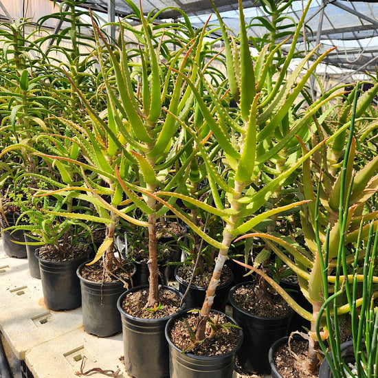 Aloe kedongensis 1ga